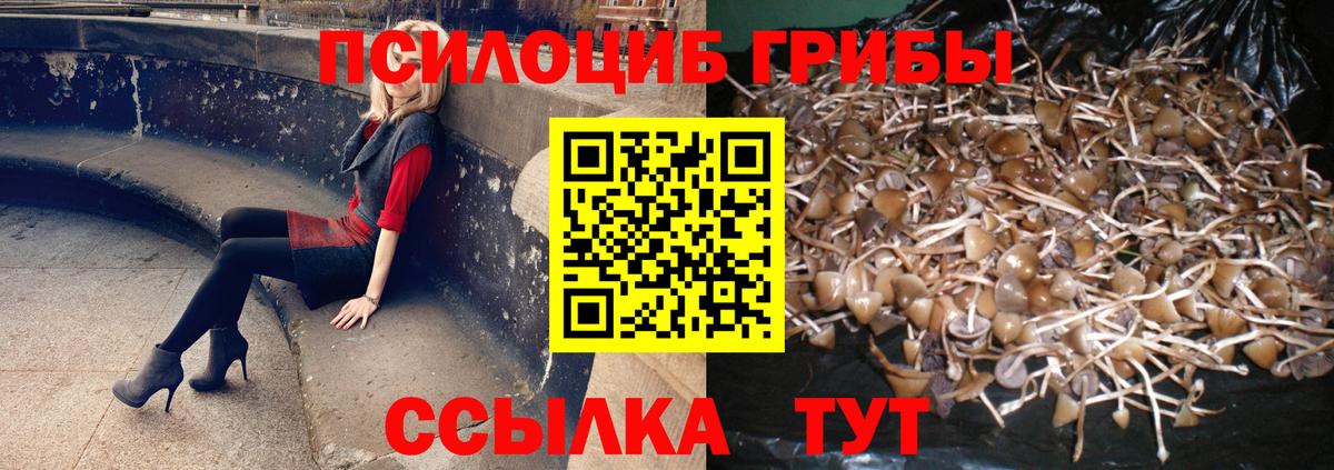 Псилоцибиновые грибы Psilocybe Димитровград