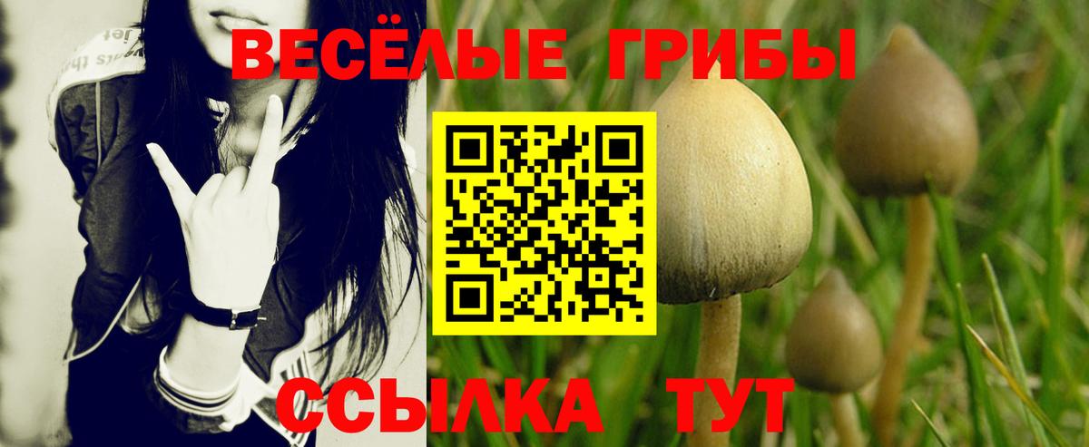 Димитровград  Псилоцибиновые грибы GOLDEN TEACHER  Вход с VPN 